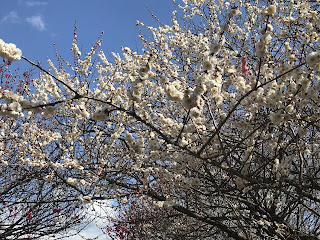 Plum tree in February